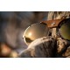 Brilles CHAM, Spectron 3